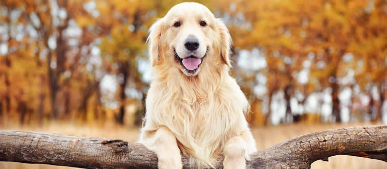 Can you name the friendly canine shown here?